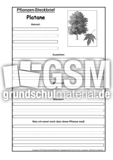 Pflanzensteckbrief-Platane-SW.pdf